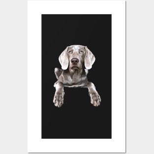 Weimaraner Posters and Art